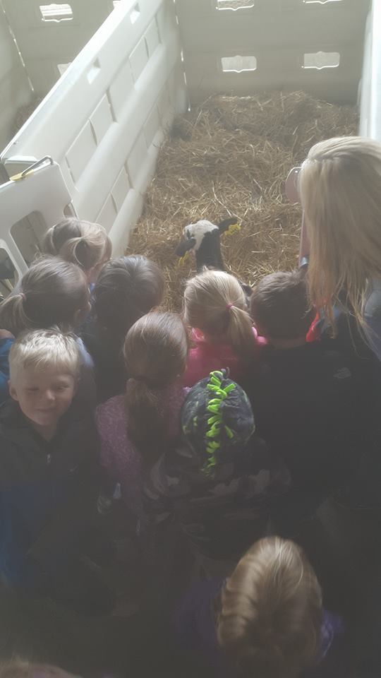 New Holstein 4k students in calf hutch